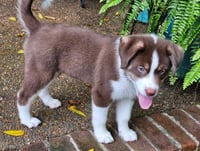 PUPPY RAYMOND - Photo 3