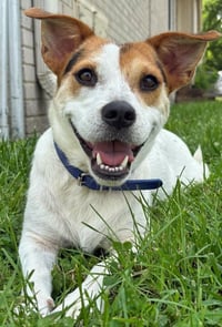 EDDIE - Photo 1
