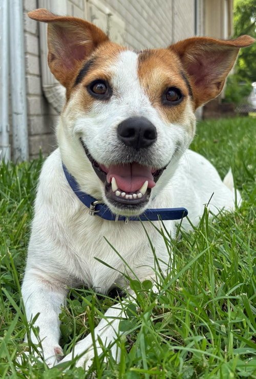 EDDIE - Corgi / Beagle available for adoption