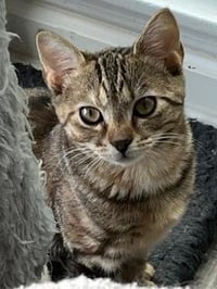 KITTEN SHILO - Photo 1