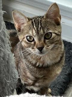 KITTEN SHILO - Domestic Short Hair available for adoption