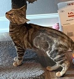 KITTEN SHILO - Domestic Short Hair available for adoption