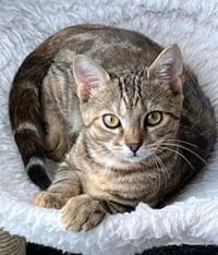 KITTEN SHILO - Photo 3