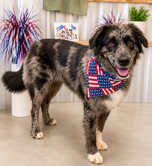 NOLA - Australian Shepherd available for adoption
