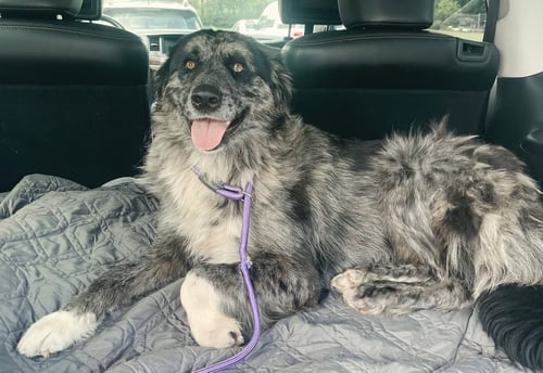 NOLA - Australian Shepherd available for adoption