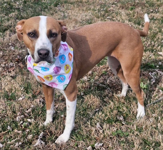 SAGE - Hound available for adoption