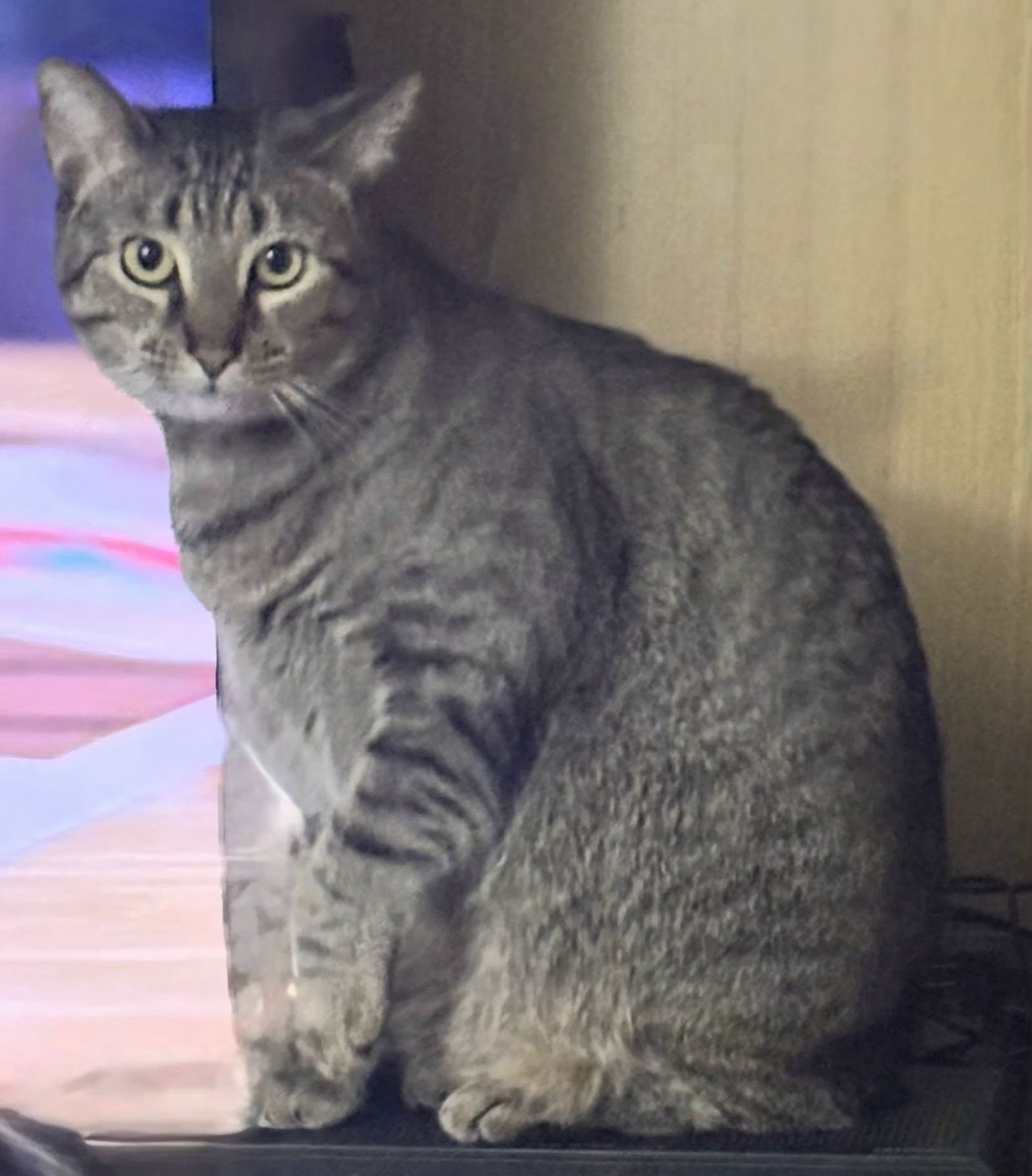 BRIGHT EYES - Tabby available for adoption