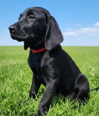 PUPPY TRAVIS - Photo 3