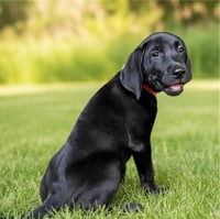 PUPPY TRAVIS - Photo 4