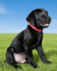 PUPPY TRAVIS - Photo 2