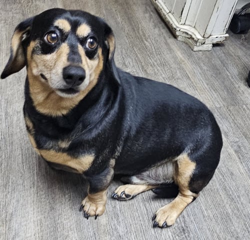 SNICKERS - Dachshund available for adoption