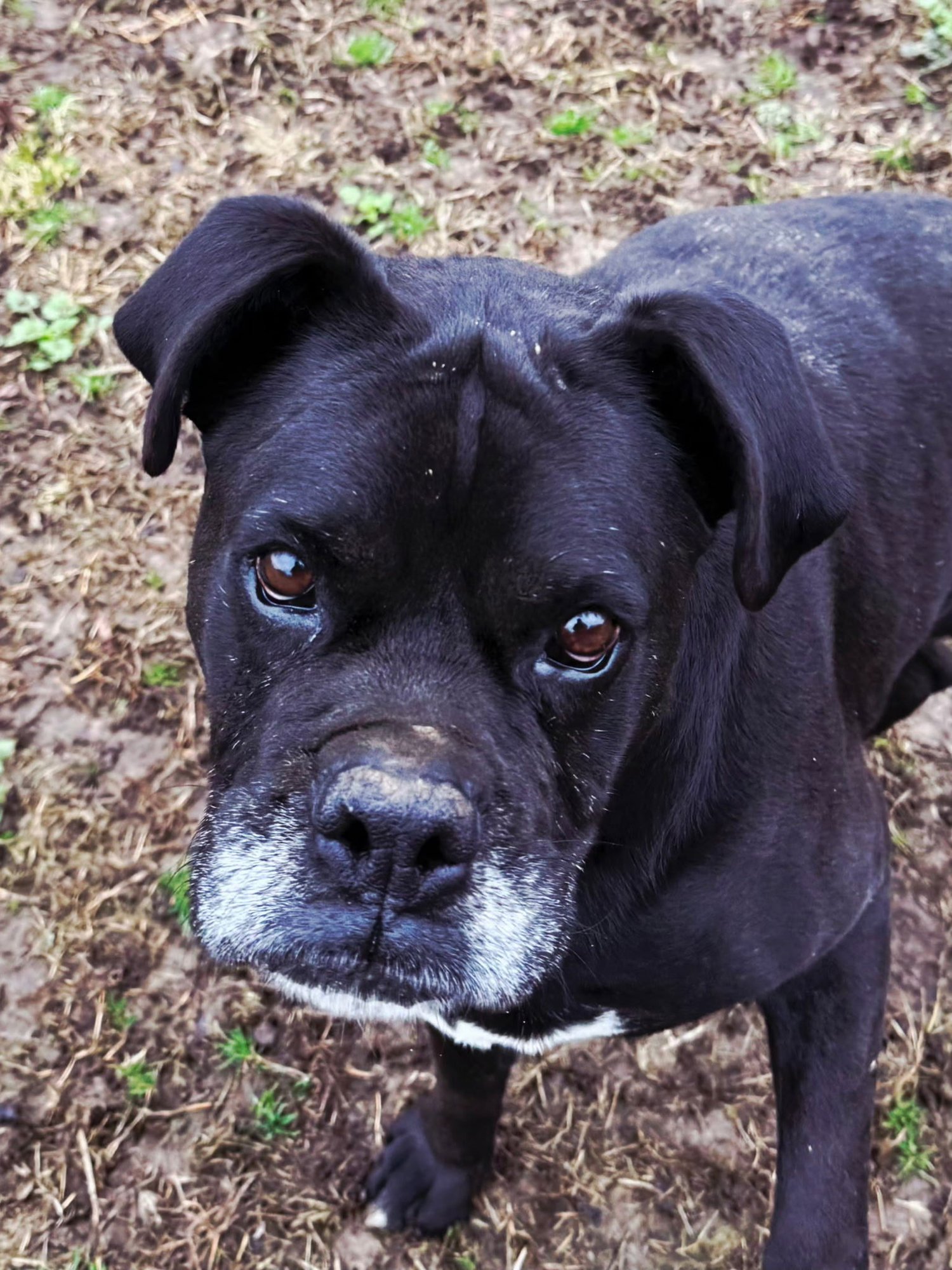 TROY BOY - Boxer available for adoption