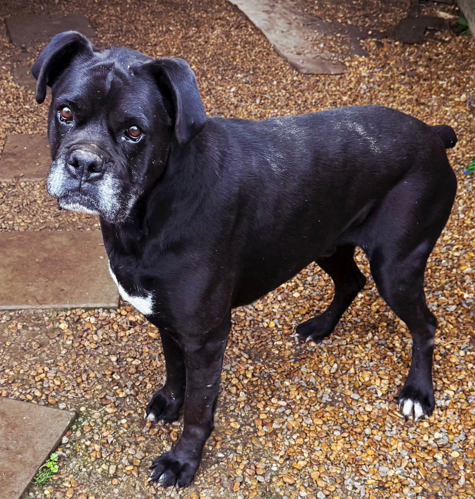 TROY BOY - Boxer available for adoption