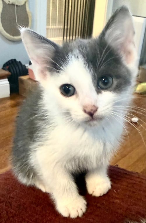 KITTEN CALM OLLIE