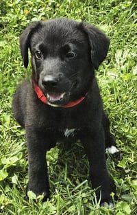 PUPPY FREJO - Photo 1