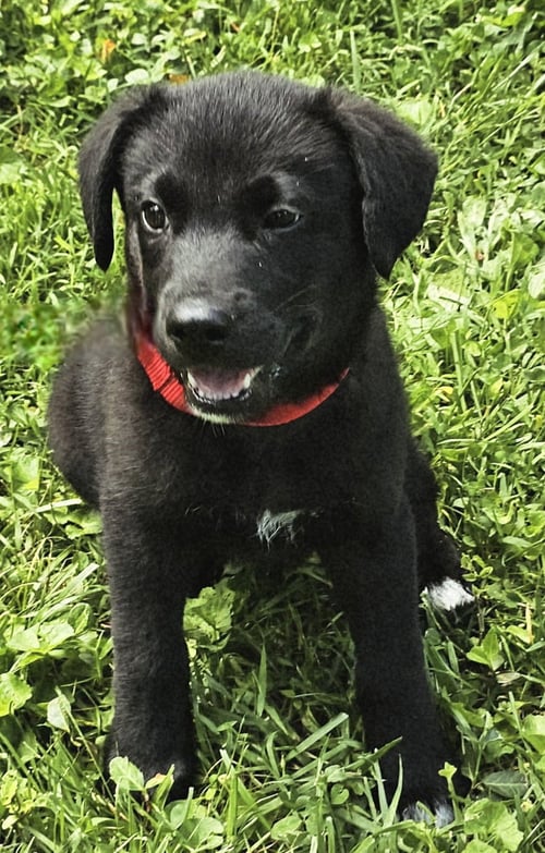 PUPPY FREJO - Border Collie available for adoption