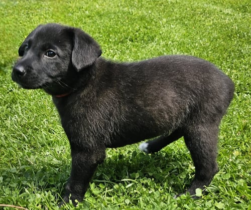 PUPPY FREJO - Border Collie available for adoption