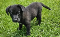 PUPPY FREJO - Photo 3