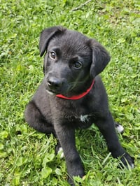 PUPPY FREJO - Photo 4