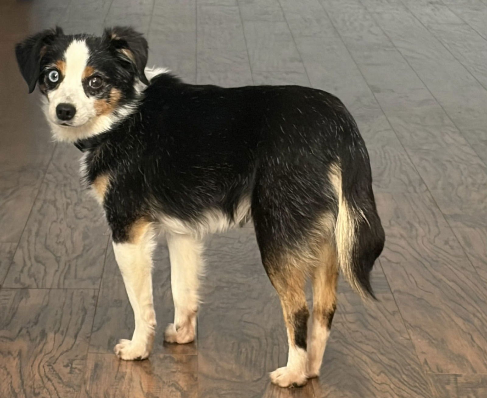 GIZMO - Australian Shepherd available for adoption