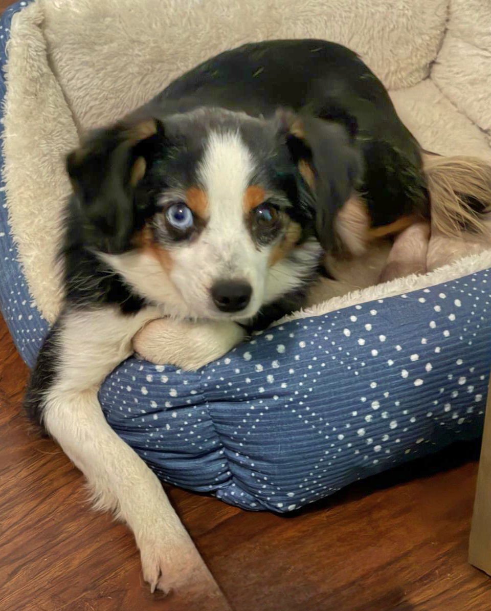 GIZMO - Australian Shepherd available for adoption