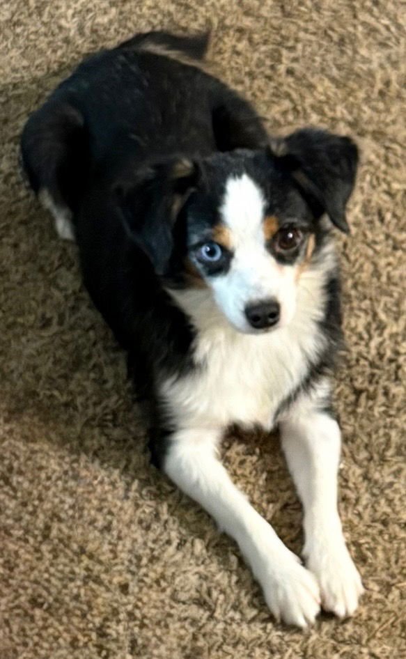 GIZMO - Photo 3