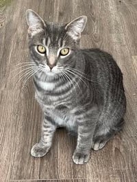 KITTEN MAX - Photo 1