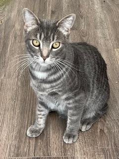 KITTEN MAX - Tabby available for adoption