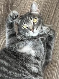 KITTEN MAX - Photo 2