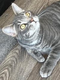 KITTEN MAX - Photo 3