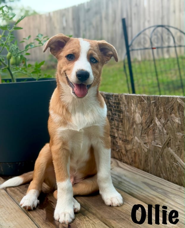 PUPPY OLLIE Image