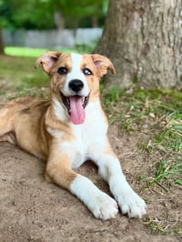 PUPPY OLLIE - Photo 2