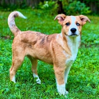 PUPPY OLLIE - Photo 3