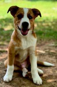 PUPPY OLLIE - Photo 4