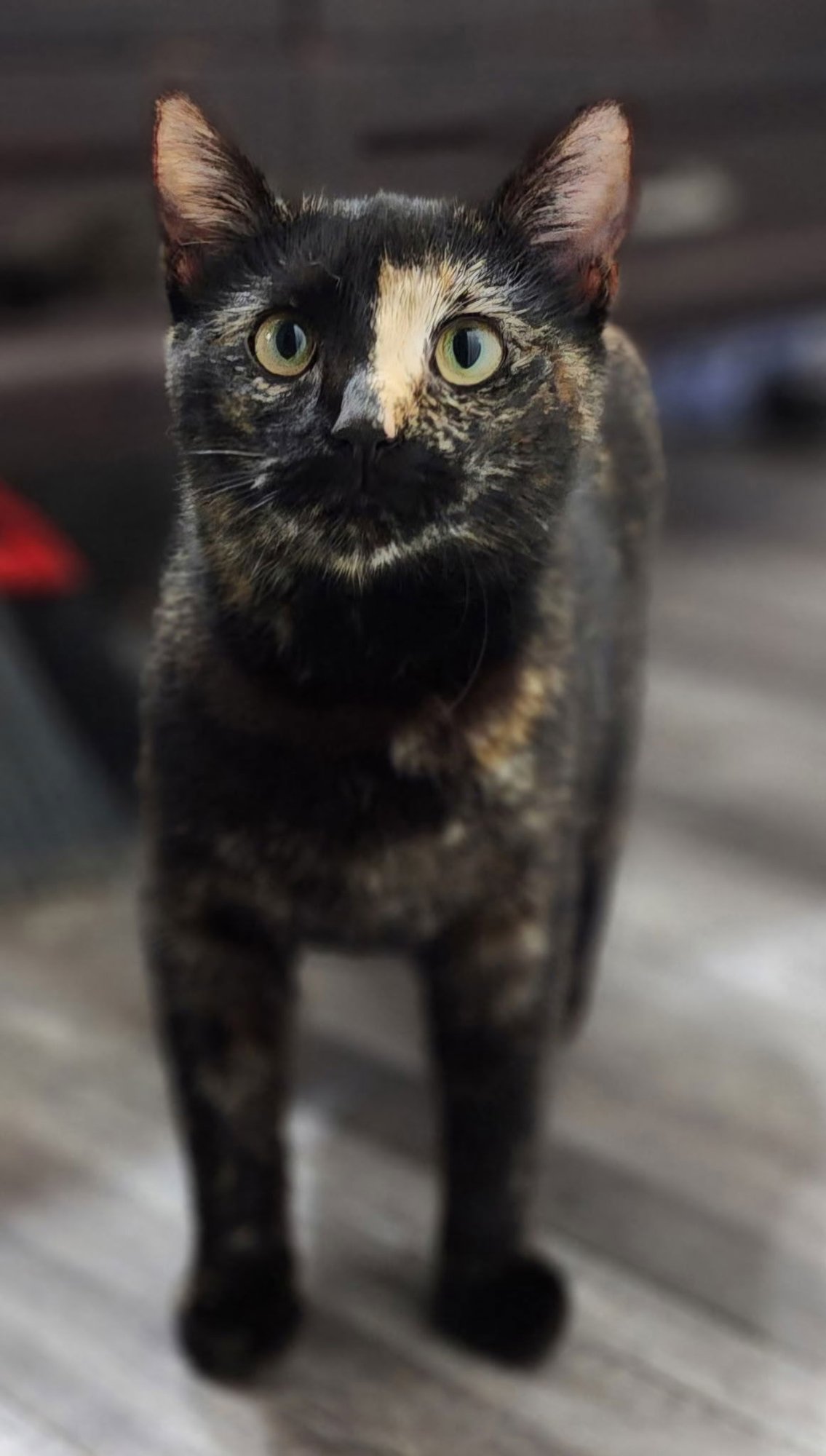 LANEY - Tortoiseshell available for adoption