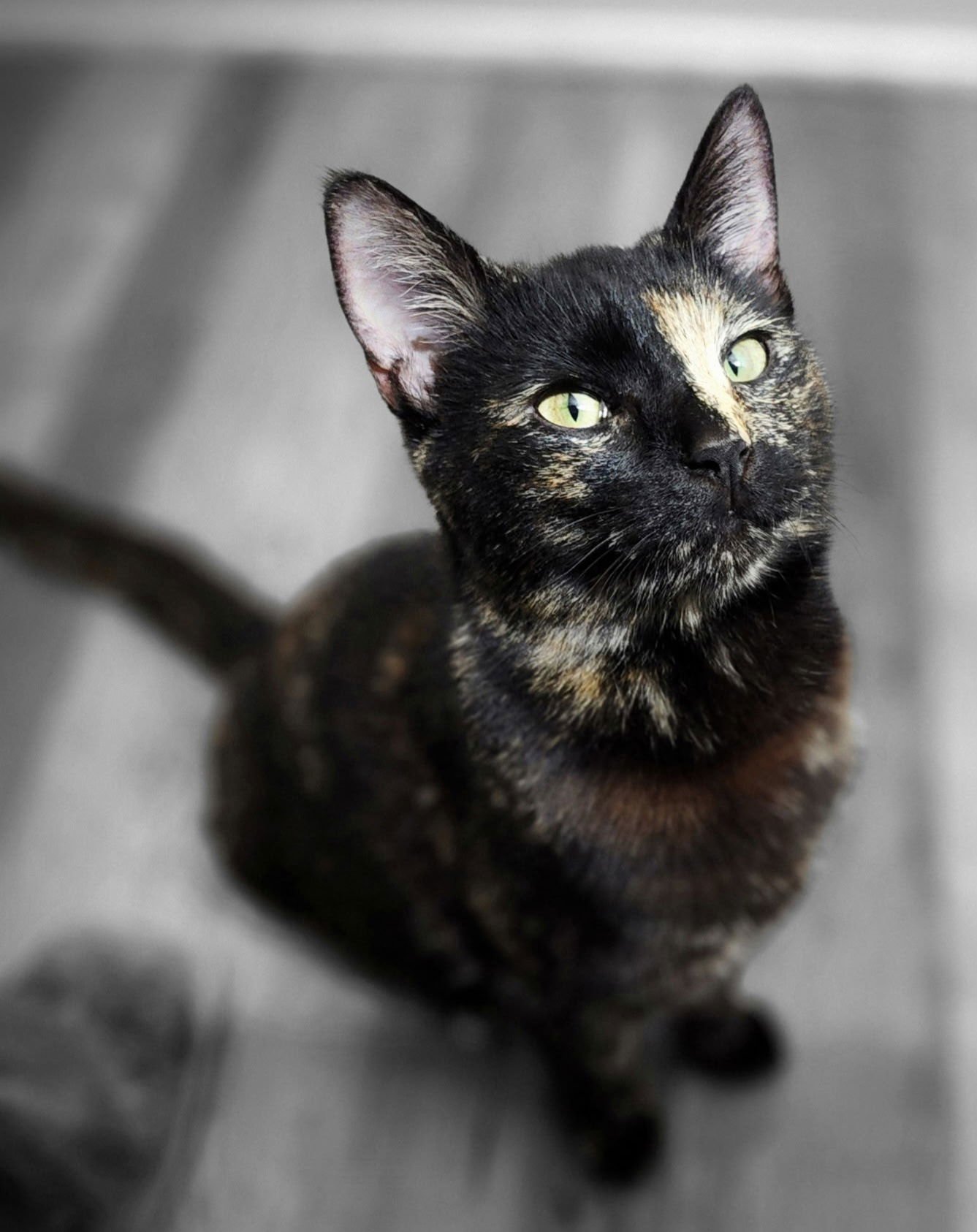 LANEY - Tortoiseshell available for adoption