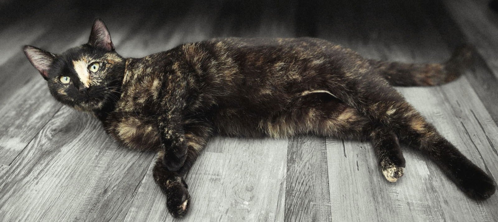 LANEY - Photo 4