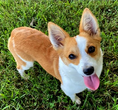 DELIGHTFUL DAISY DI - Corgi available for adoption