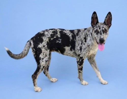 CLARA BLUE - Australian Cattle Dog/Blue Heeler available for adoption