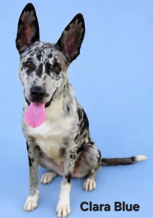 CLARA BLUE - Australian Cattle Dog/Blue Heeler available for adoption