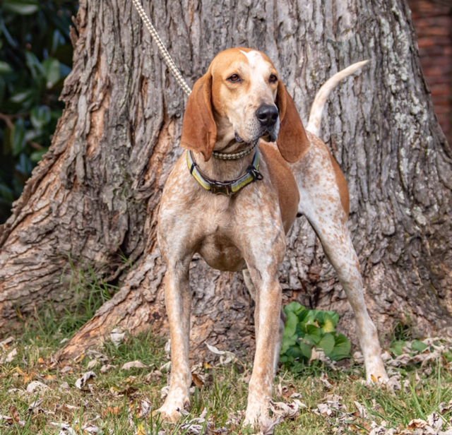 BUDS - English Coonhound available for adoption