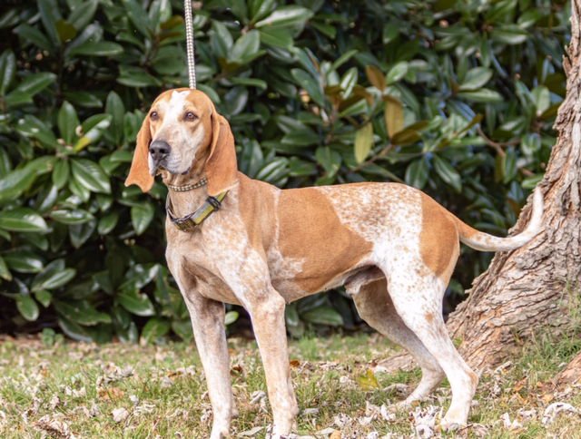 BUDS - English Coonhound available for adoption