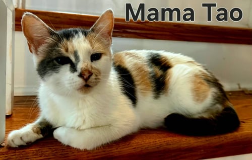 MAMA TAO - Dilute Calico available for adoption