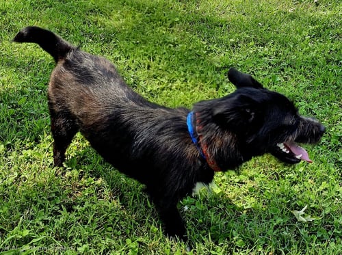 BUTLER - Cairn Terrier available for adoption
