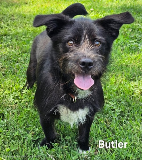 BUTLER - Cairn Terrier available for adoption