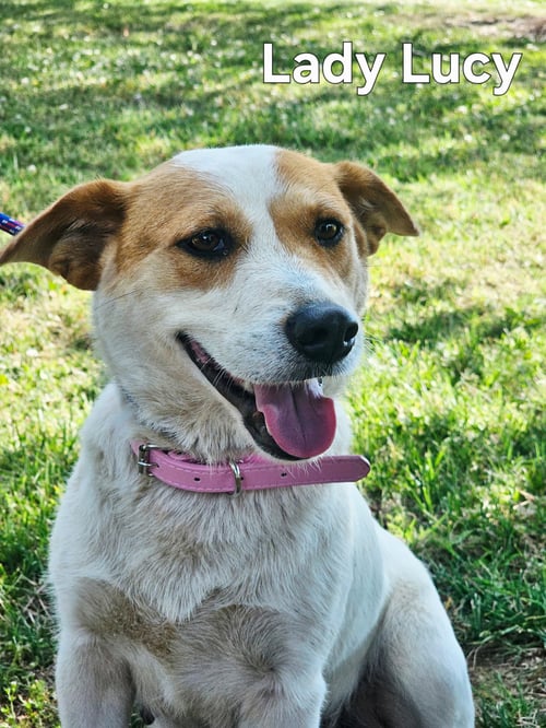 LADY LUCY - Corgi / Beagle available for adoption