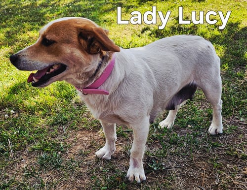LADY LUCY - Corgi / Beagle available for adoption