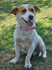LADY LUCY - Photo 3