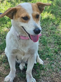 LADY LUCY - Photo 4