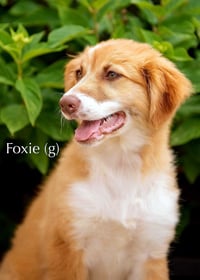 PUPPY FOXIE - Photo 1